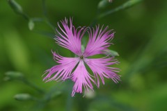 夏の野草園-カワラナデシコ