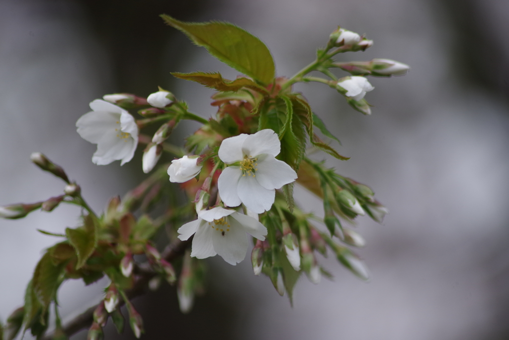 春を待つ心-大島桜