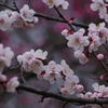 春を待つ心-薄桃の梅