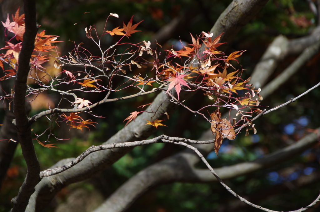 紅葉輝く晩秋5