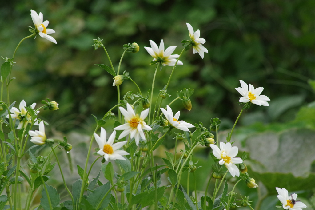 8/17 一重の白いダリア