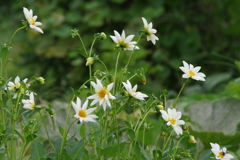 8/17 一重の白いダリア