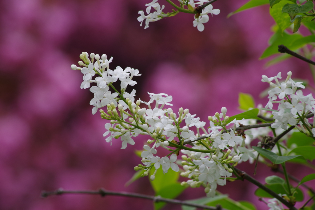 リラの花咲く頃-1