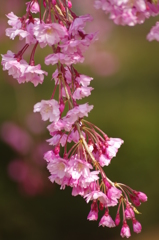 霞城の枝垂れ桜-1