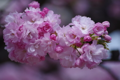 子安堂の桜-2