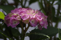 花散歩‐紫陽花