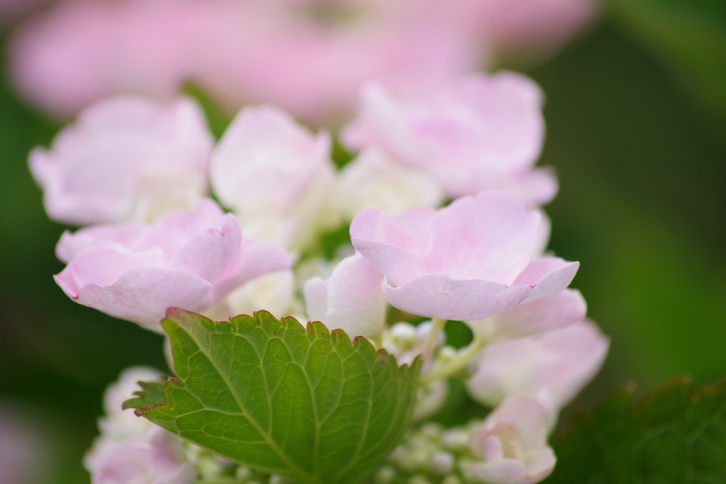 草木染屋さんの花畑-紫陽花1