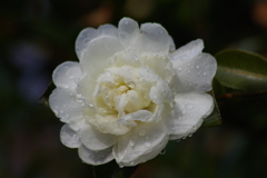 神代の山茶花-富士の峰