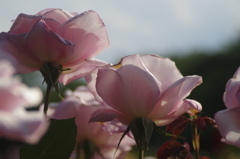 2018.6.8の忘れ物‐春芳