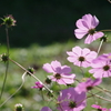花散歩‐コスモス