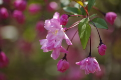 春の忘れ物‐花海棠