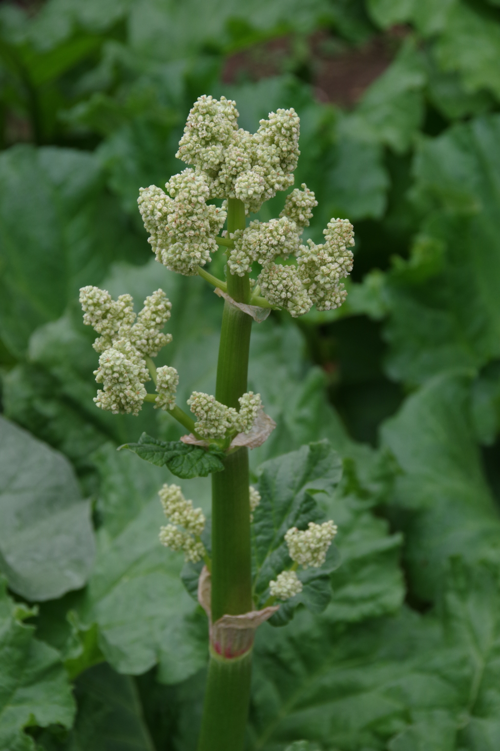 庭の片隅で‐ルバーブの花