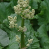 庭の片隅で‐ルバーブの花
