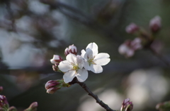 咲いた咲いた桜がさいた