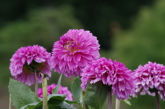 ガールズトーク