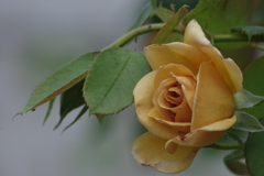 花散歩‐ブロンズカラーのバラ