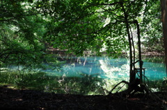 青と緑の丸池様-5