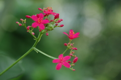 神代植物公園の花達-ナンヨウザクラ