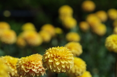 ダンディライオン