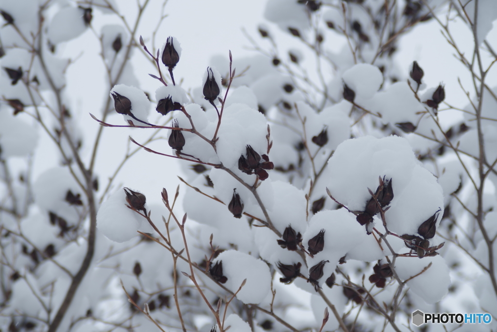 雪の朝‐百日紅