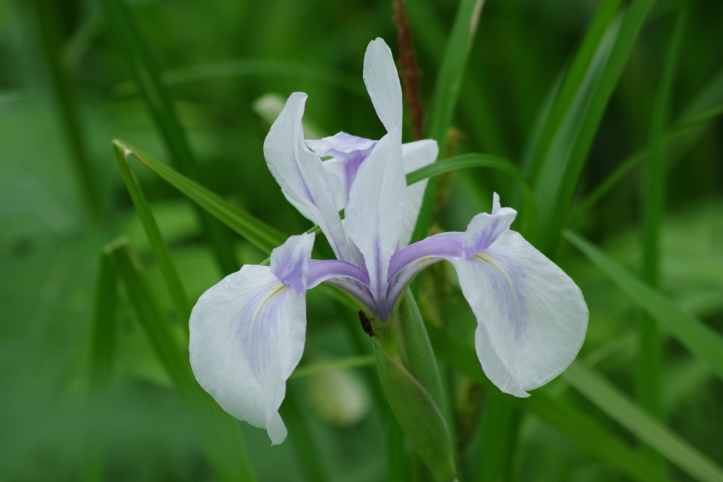 野草園で花探し-カキツバタの白花