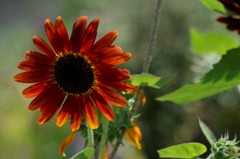 花散歩‐赤茶の向日葵