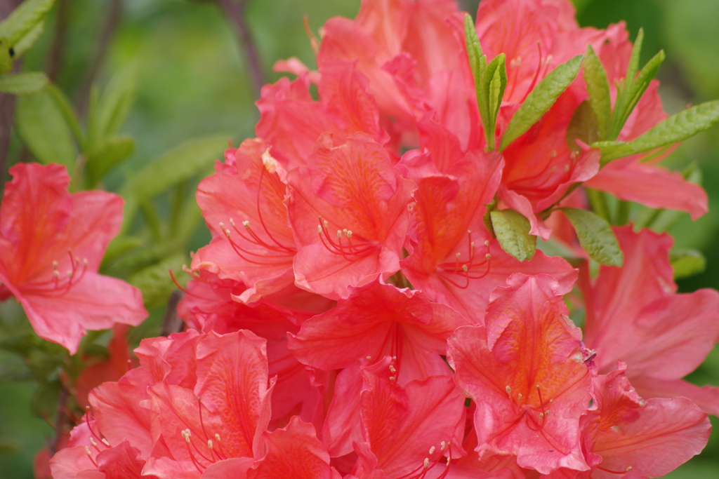 花散歩‐樺蓮華ツツジ