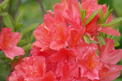 花散歩‐樺蓮華ツツジ