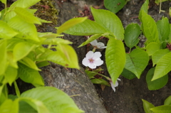 花散歩‐染井吉野みつけた