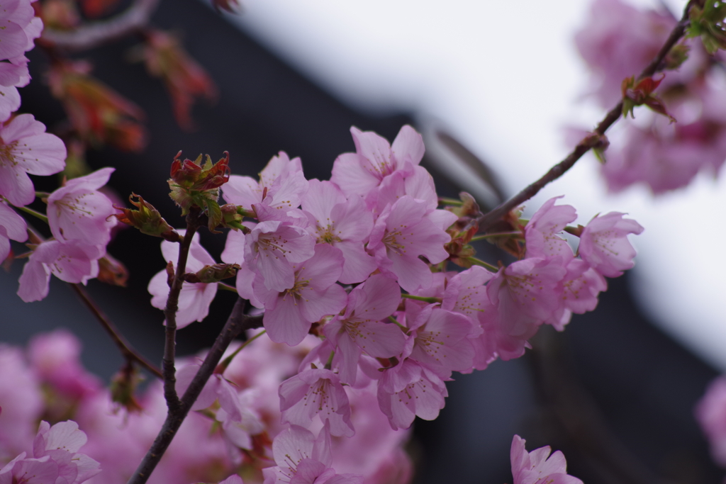 花散歩-オオヤマザクラ