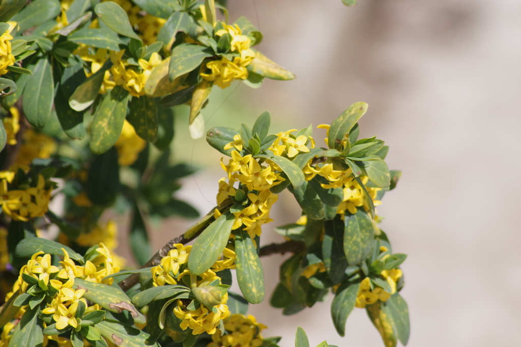花散歩‐黄色の沈丁花