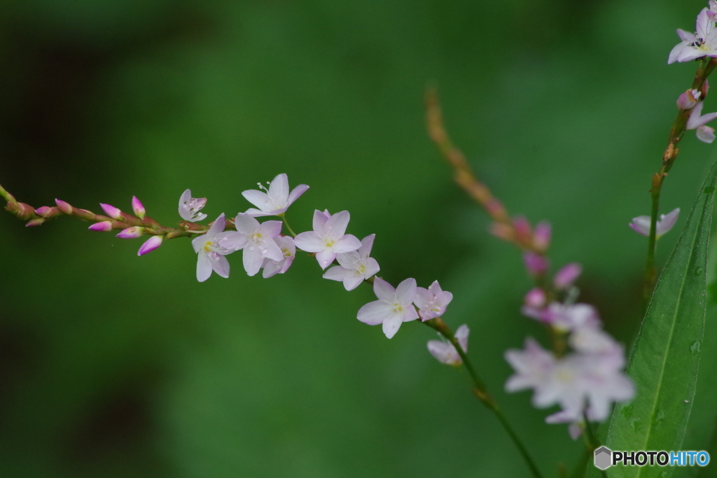 初秋の忘れ物‐桜蓼