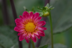 種からのダリア-二鉢目1