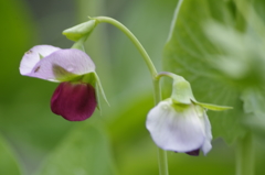 菜園の花‐赤花サヤエンドウ