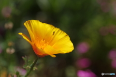 カリフォルニアポピー
