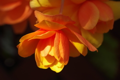 神代植物公園の花達-ベゴニア