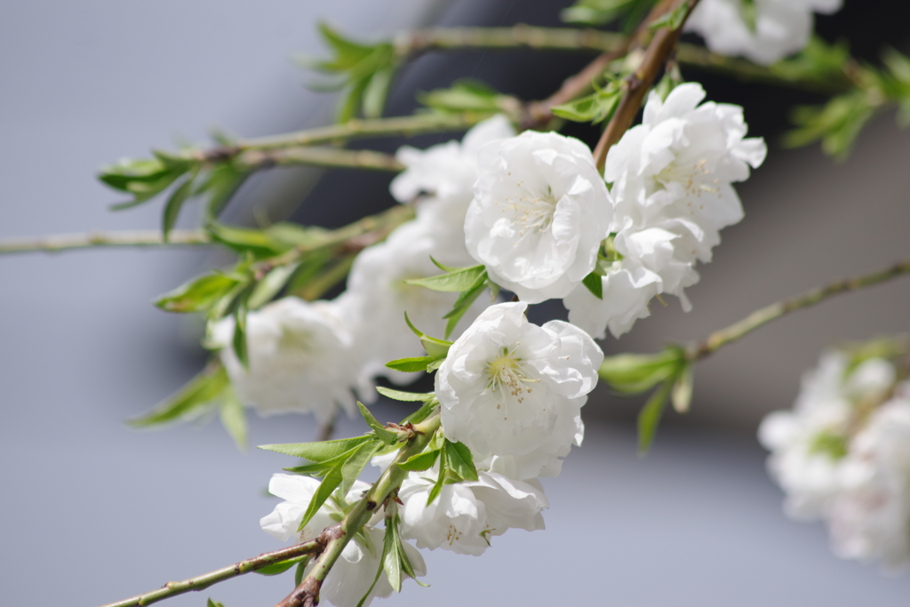 春真っ盛りの花散歩‐枝垂れ花桃2