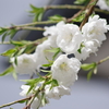 春真っ盛りの花散歩‐枝垂れ花桃2