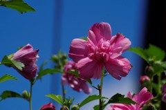 花散歩‐八重ピンクの槿