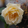 冬の薔薇-5