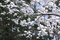 雪の朝₋雪の花