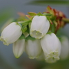 庭の花達‐ブルーベリー