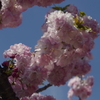 子安観音堂の桜-3