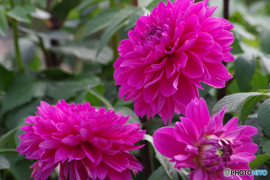 秋の忘れ物‐桃彩