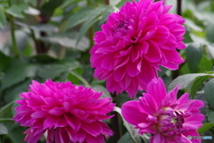 秋の忘れ物‐桃彩