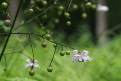 真夏の野草園‐レンゲショウマ