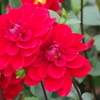 秋田のダリア-あずま紅