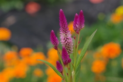 ダリヤ園の花壇3
