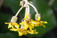 花散歩‐ツワブキ