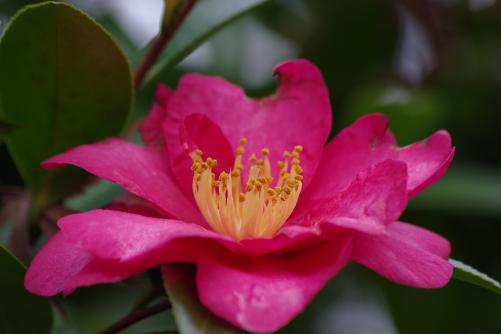 冬の彩り₋山茶花2